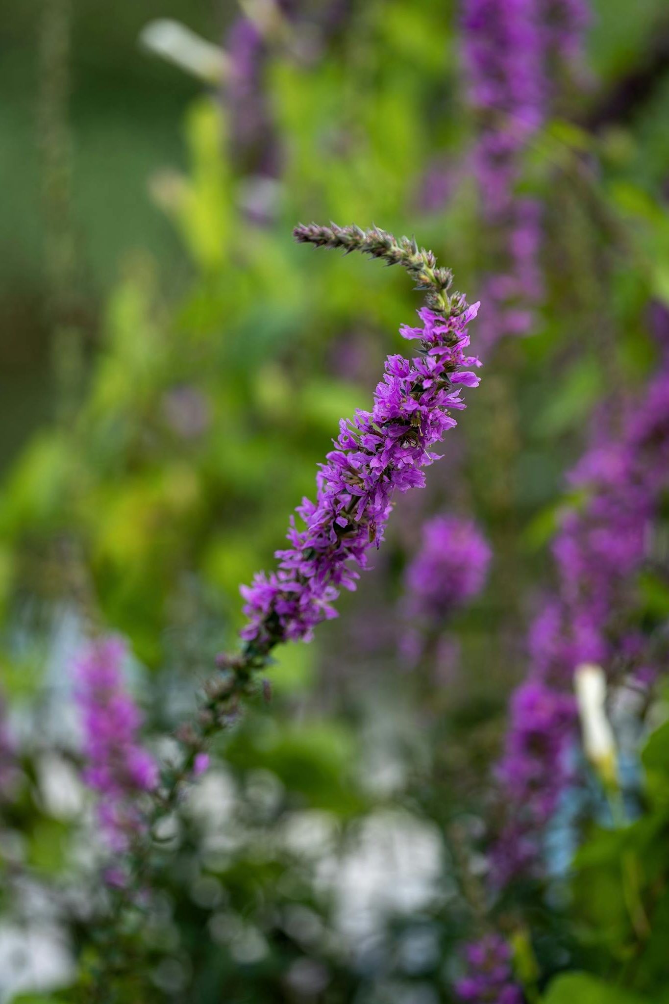 Close-up of a vivid purple loosestrife flower in full bloom, showcasing natural beauty.