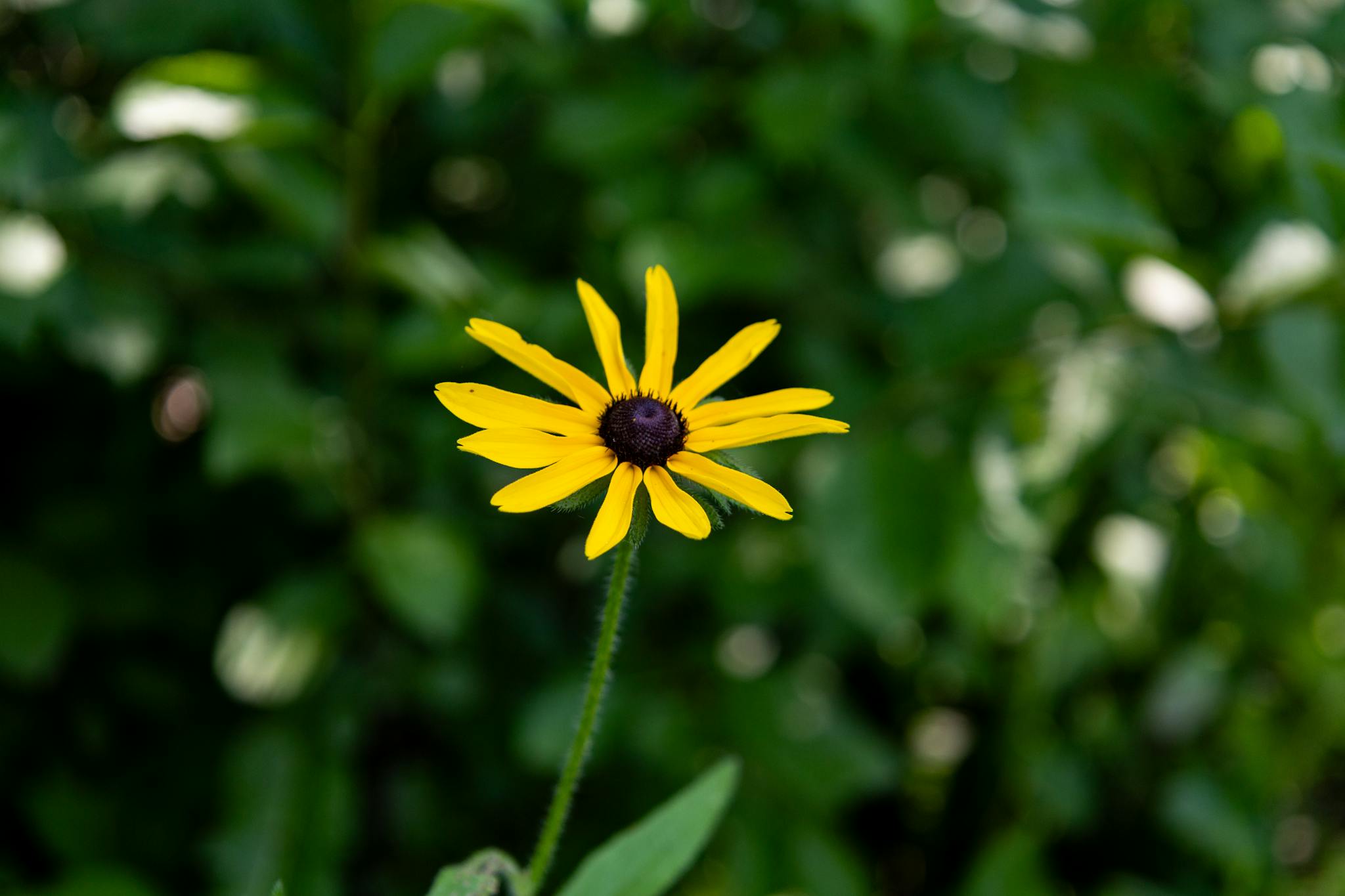 Vibrant yellow Black-eyed Susan flower against a natural green background.